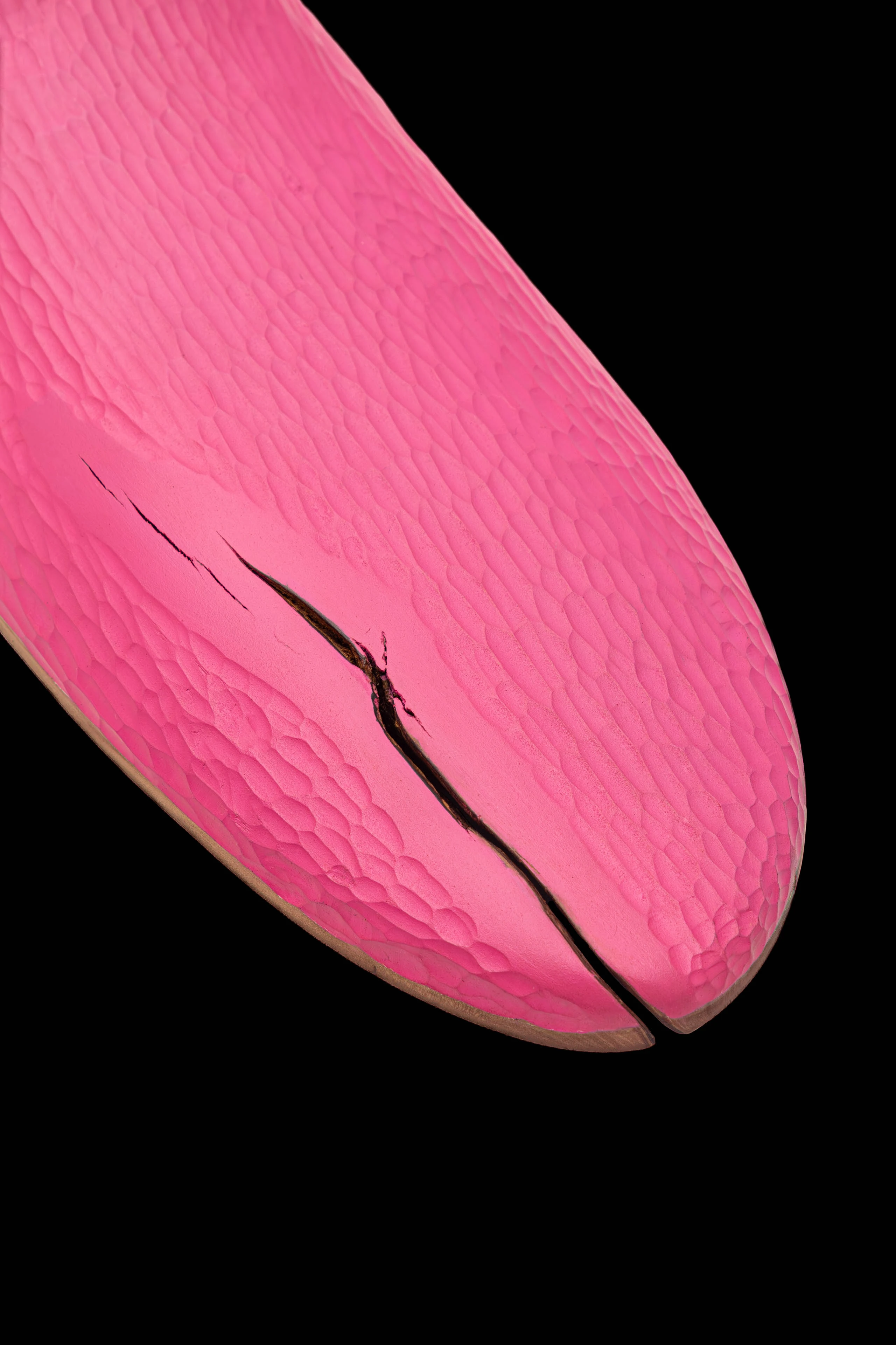 Jabuti Rosé - imagem 2